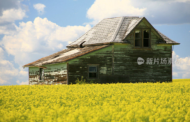 废弃的房子在Canola