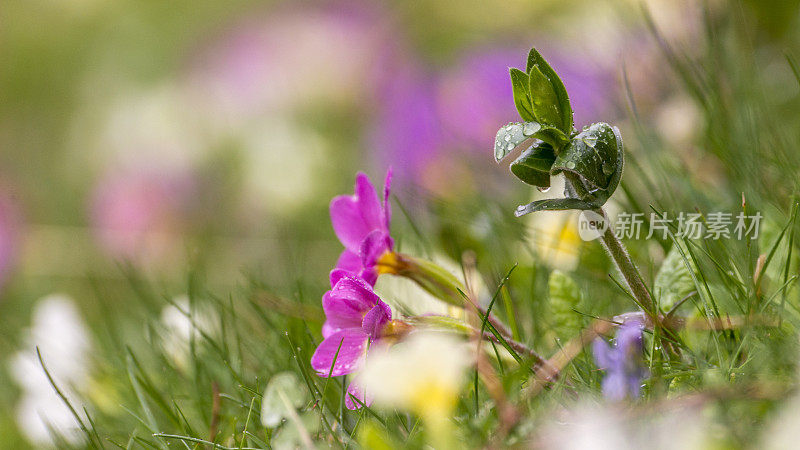 春季复活节草地上有五颜六色的报春花(报春花)，选择性聚焦。