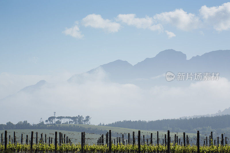 葡萄园景观Stellenbosch