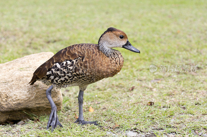 西印度whistling-duck