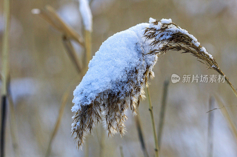 芦苇茎在雪的重压下弯曲