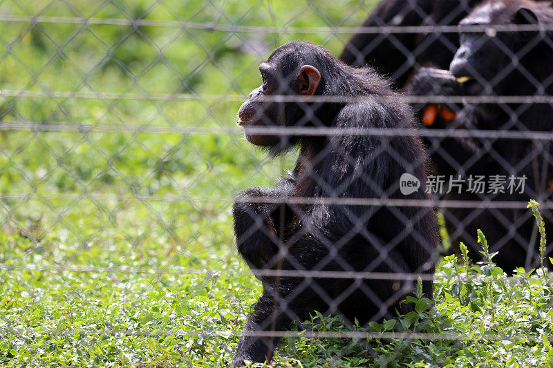 乌干达:恩甘巴岛上的黑猩猩