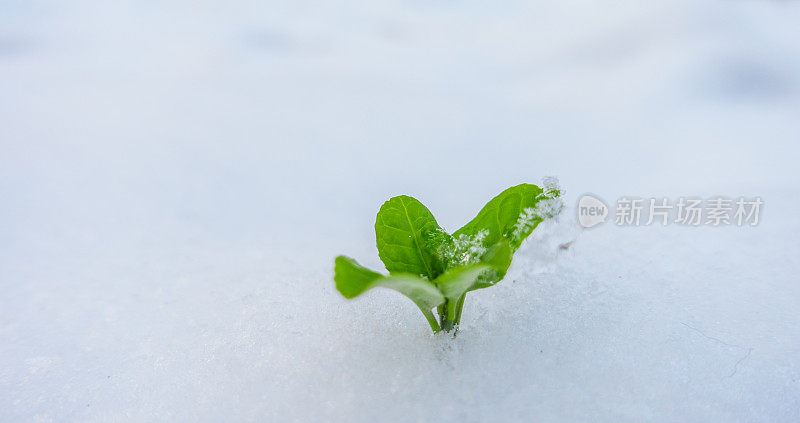 新生命从雪中生长