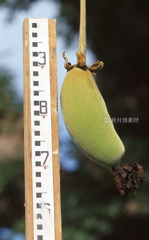 非洲布基纳法索萨赫勒地区，大猴面包树的果实挂在树上