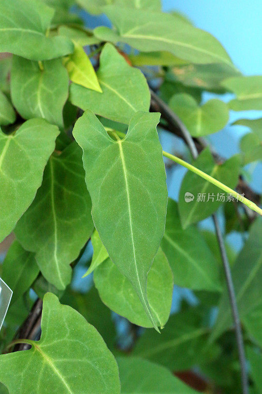 蓼属植物Multiflorum研究