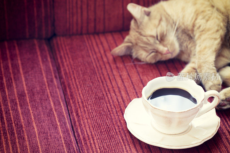 和猫一起在沙发上喝咖啡