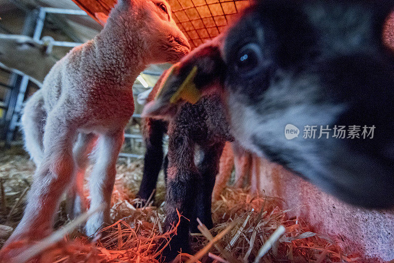一对新生的小羊羔在热灯下休息