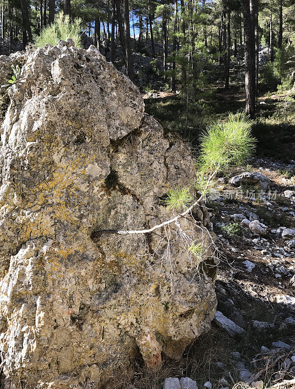 岩石和挣扎的树