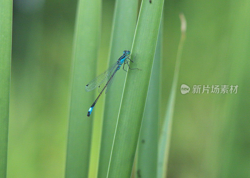 睡觉的蜻蜓