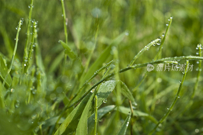 雨滴落在草叶上