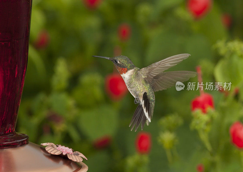 雄性翡翠蜂鸟在飞行