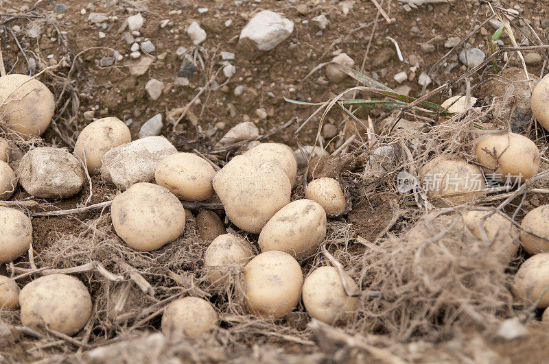 收获时在犁沟中的土豆