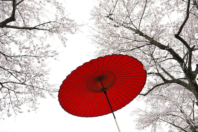 日本春天的雨伞