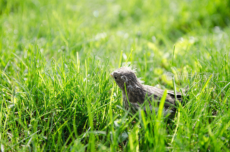 被遗弃的幼鸟在草地上