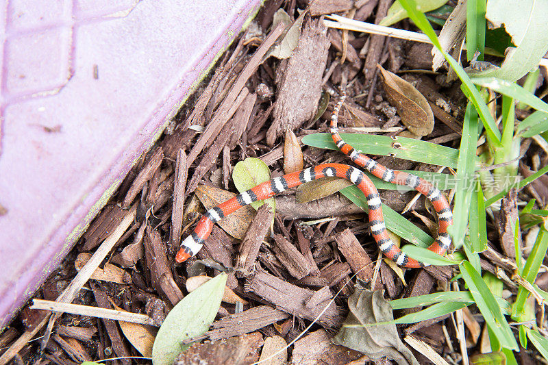 鲜红王蛇在后院的草地上