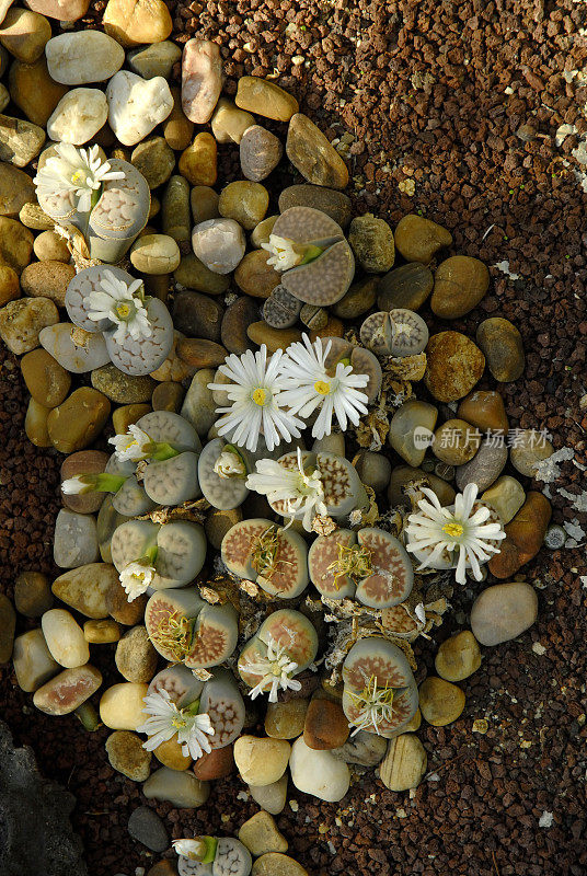 stone-cactus(仙人掌毛孢子菌病)