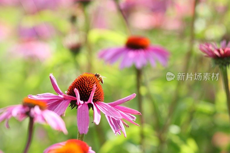 盛开的紫色松果花紫锥菊