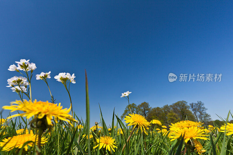 春天的草地上有蒲公英-青蛙的景色