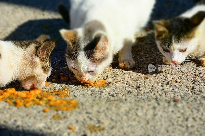 食猫科