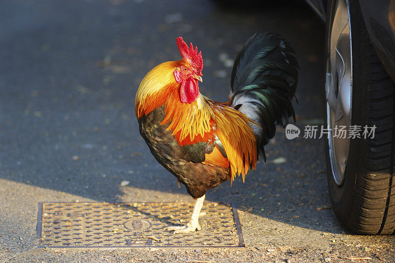 冒险的公鸡