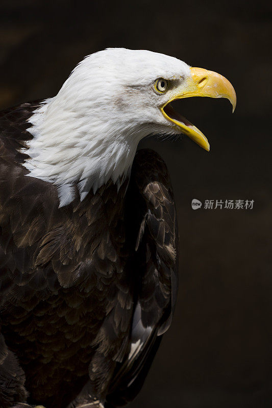 秃鹰大喊大叫