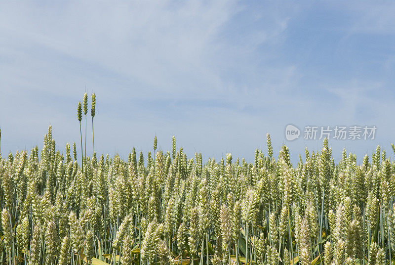 谷物田