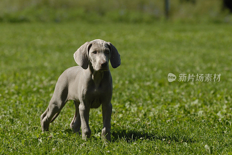 魏玛猎狗幼犬