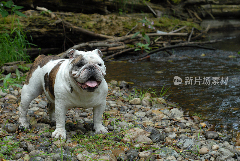 河边的斗牛犬