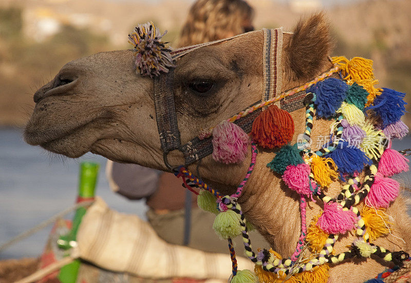 装饰骆驼为传统仪式