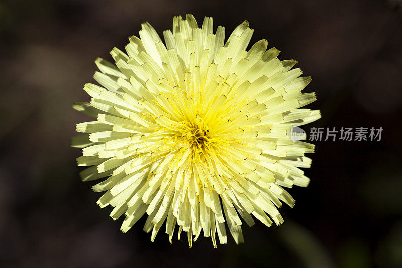 野生花(细长播种蓟)，马略卡岛，西班牙