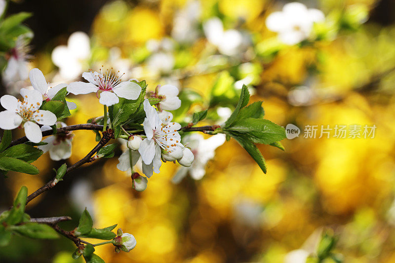 娇嫩的紫花梅花映衬着生机勃勃的连翘