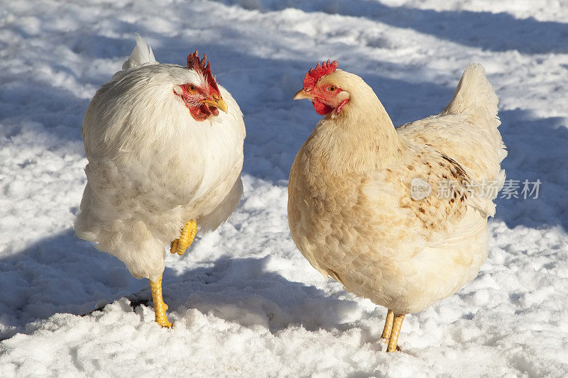 白色的鸡和公鸡，户外的雪