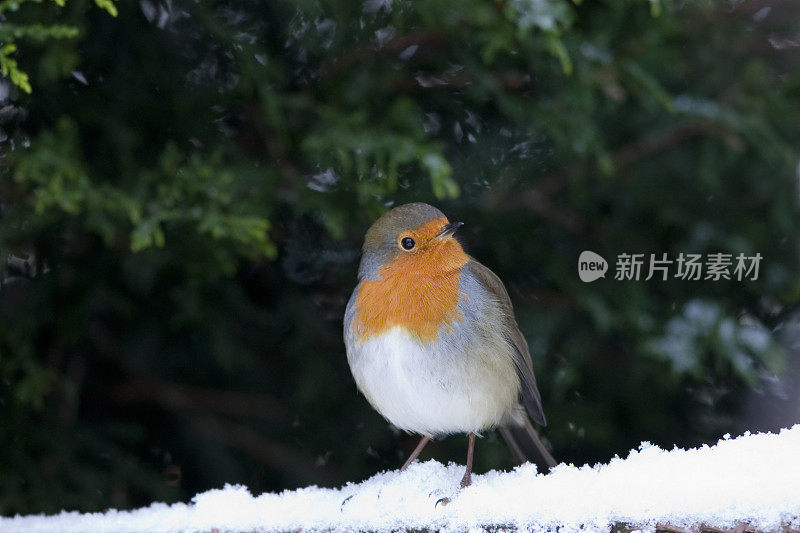 罗宾雪场景