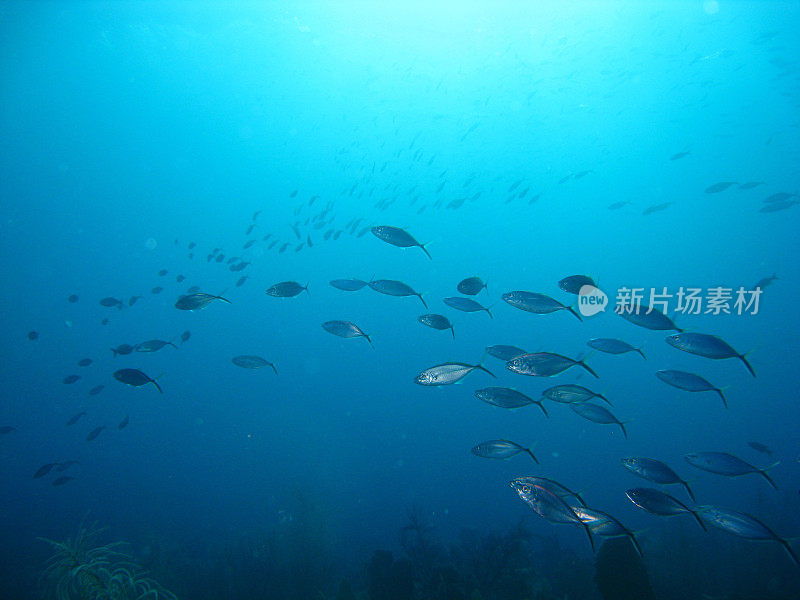 一群鱼，生活在加勒比海