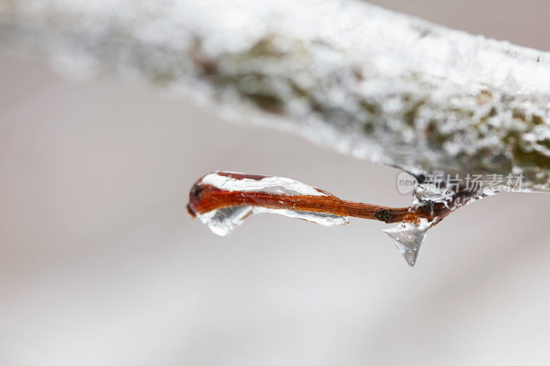 冰冻的树枝在冬天被冰柱覆盖的特写