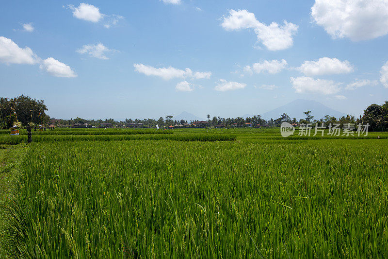 阶地大米