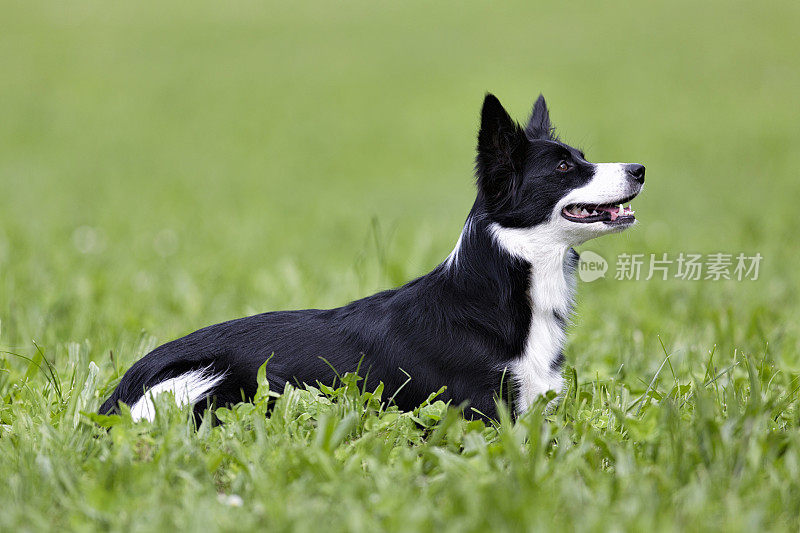 边境牧羊犬躺着