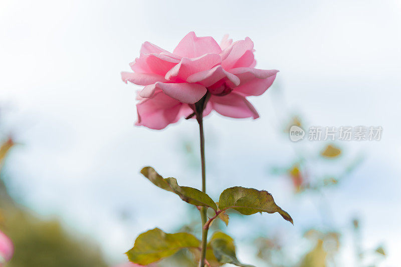 花园里有粉红色的玫瑰