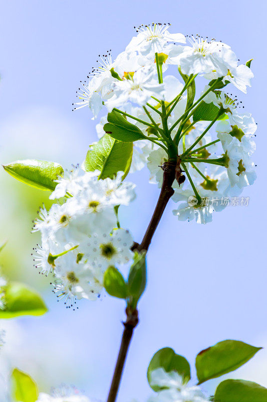 果树花近