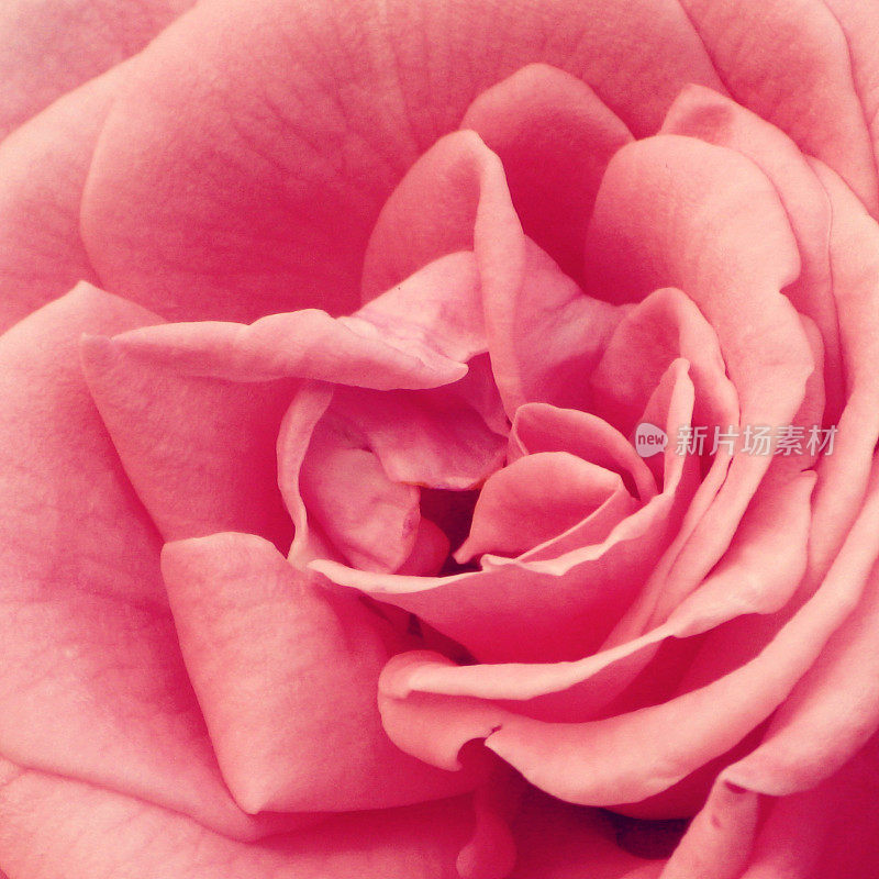 粉红色玫瑰花瓣花卉中心的特写