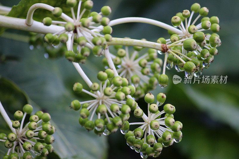 结霜的假蓖麻(fatsia-japonica)上的浆果图像