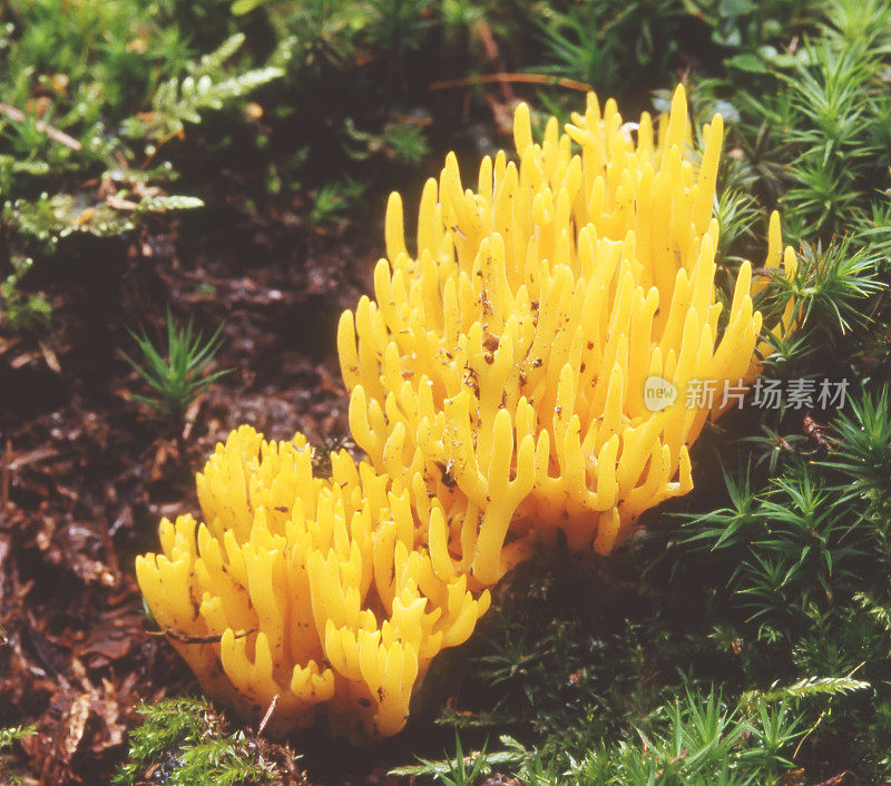 木耳(粘Calocera)