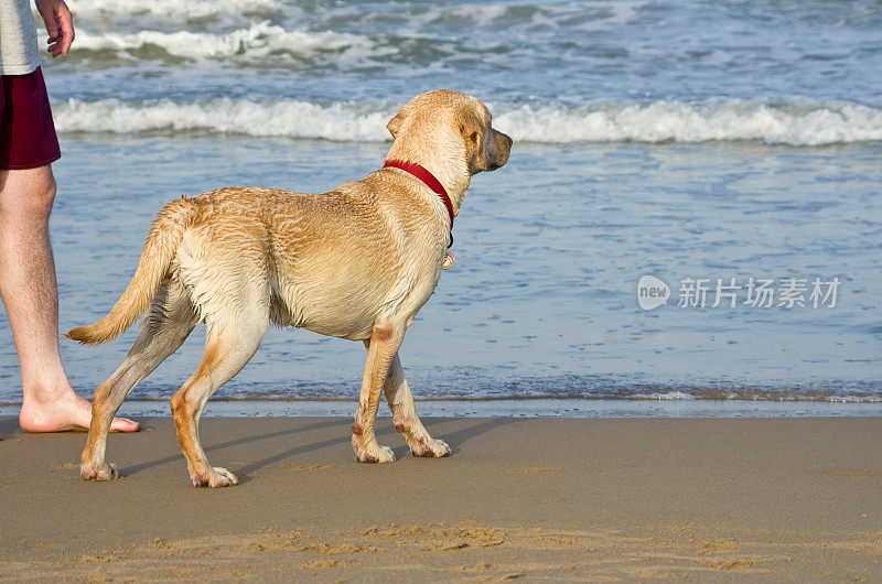 海滩上的拉布拉多犬