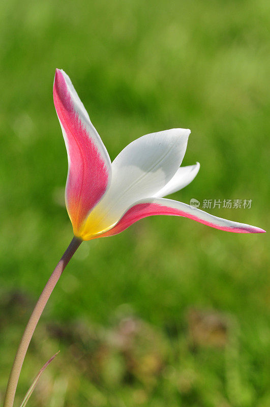 Lily-tulip花。