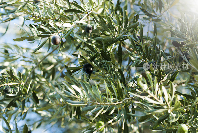 橄榄挂在树枝上Pgiam