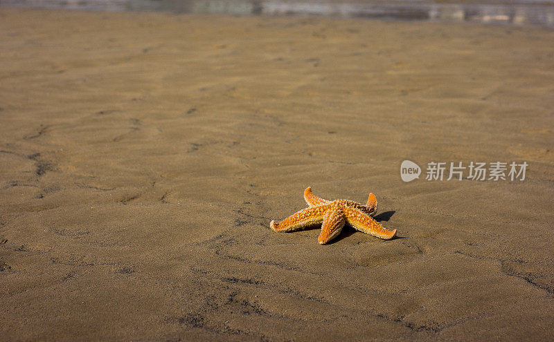 海滩上的海星