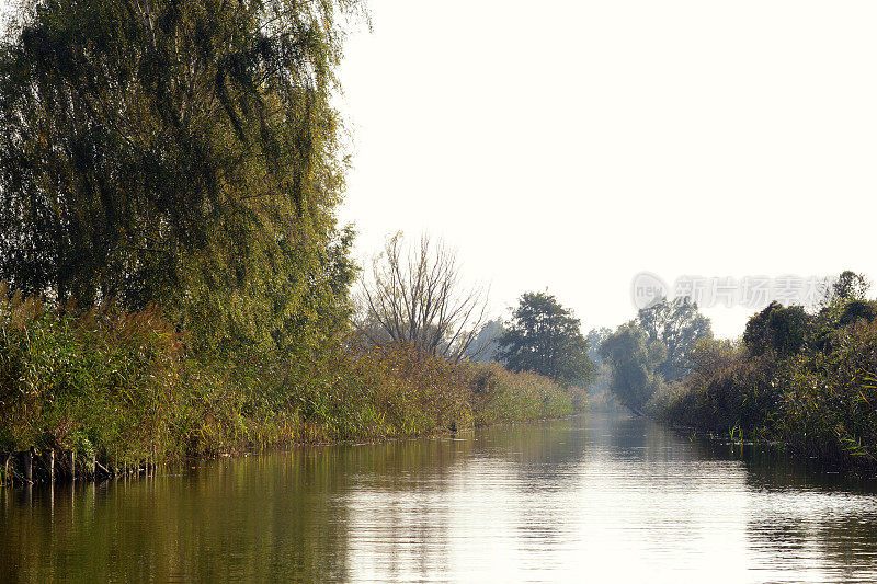 运河景观有芦苇和柳树
