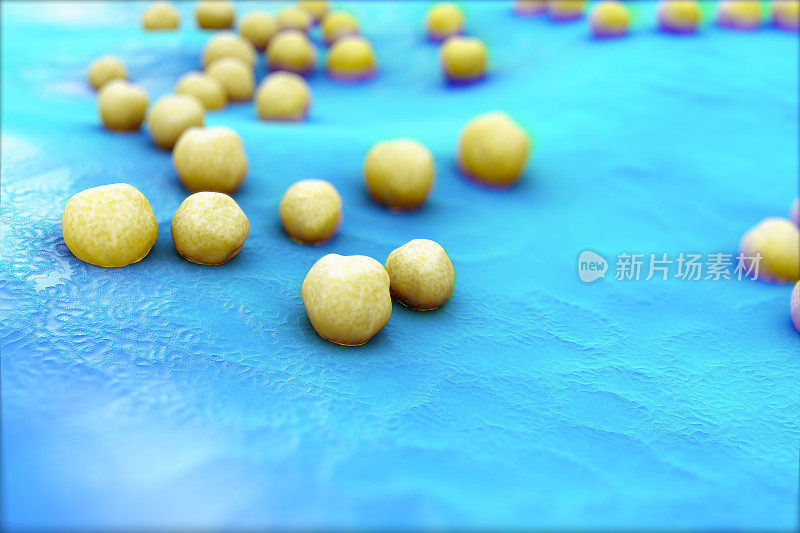 金黄色葡萄球菌(MRSA)