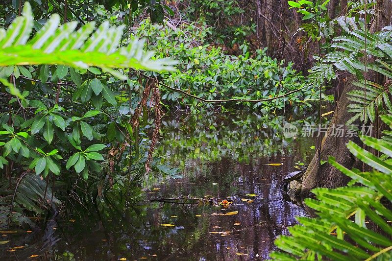 龟，沼泽湿地，热带雨林，蕨类在河流景观