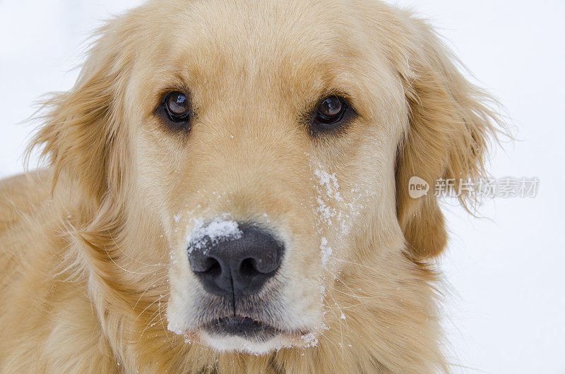 雪中的金毛寻回犬